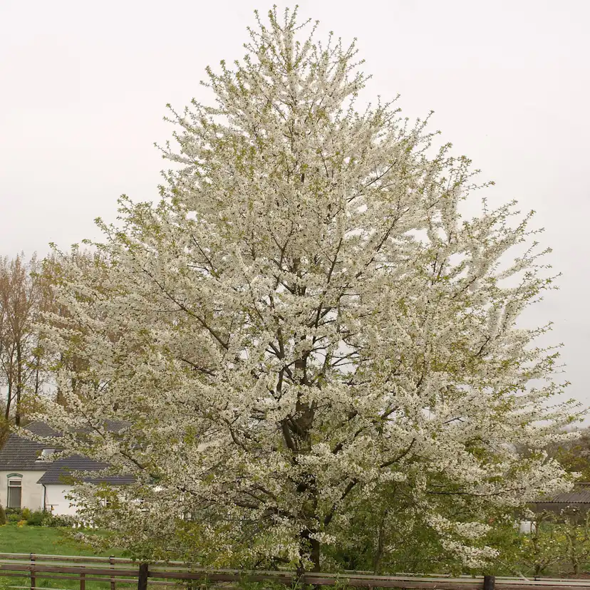 Högstamsträd Omnia Garden Sötkörsbär Fågelbär 300-400 cm