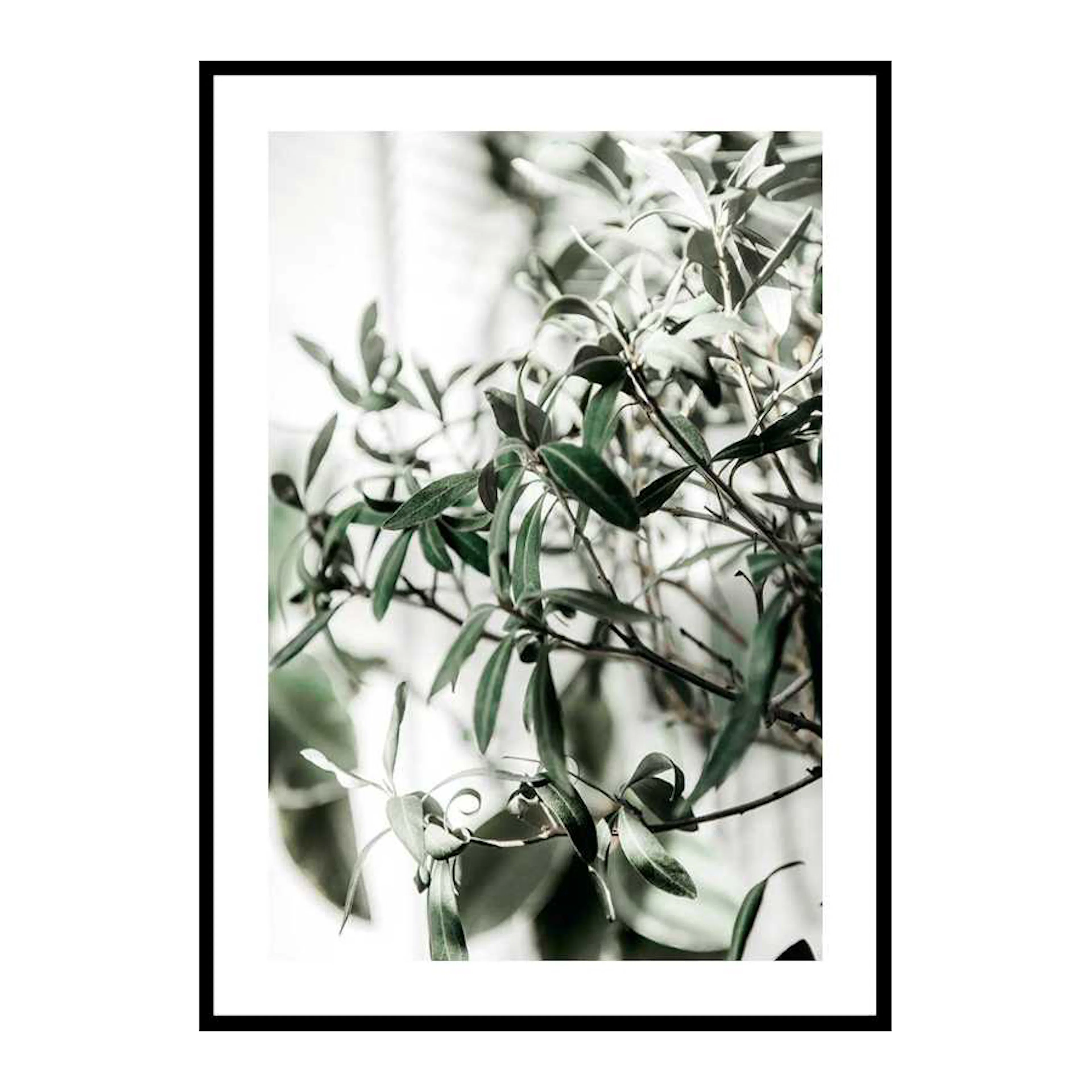 Olive Tree 50x70 cm