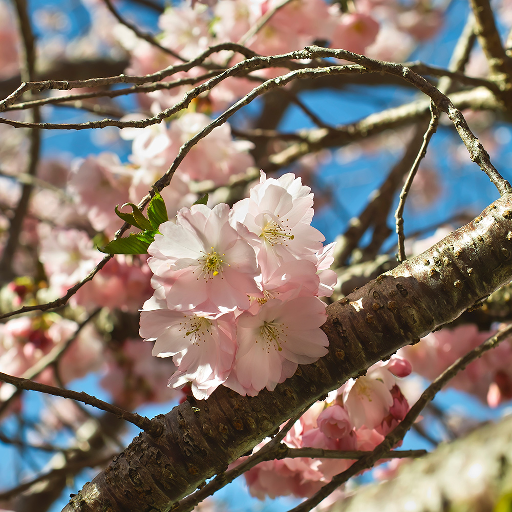 Prydnadskörsbär Omnia Garden Accolade, Rosa Blomning, 100-120 cm