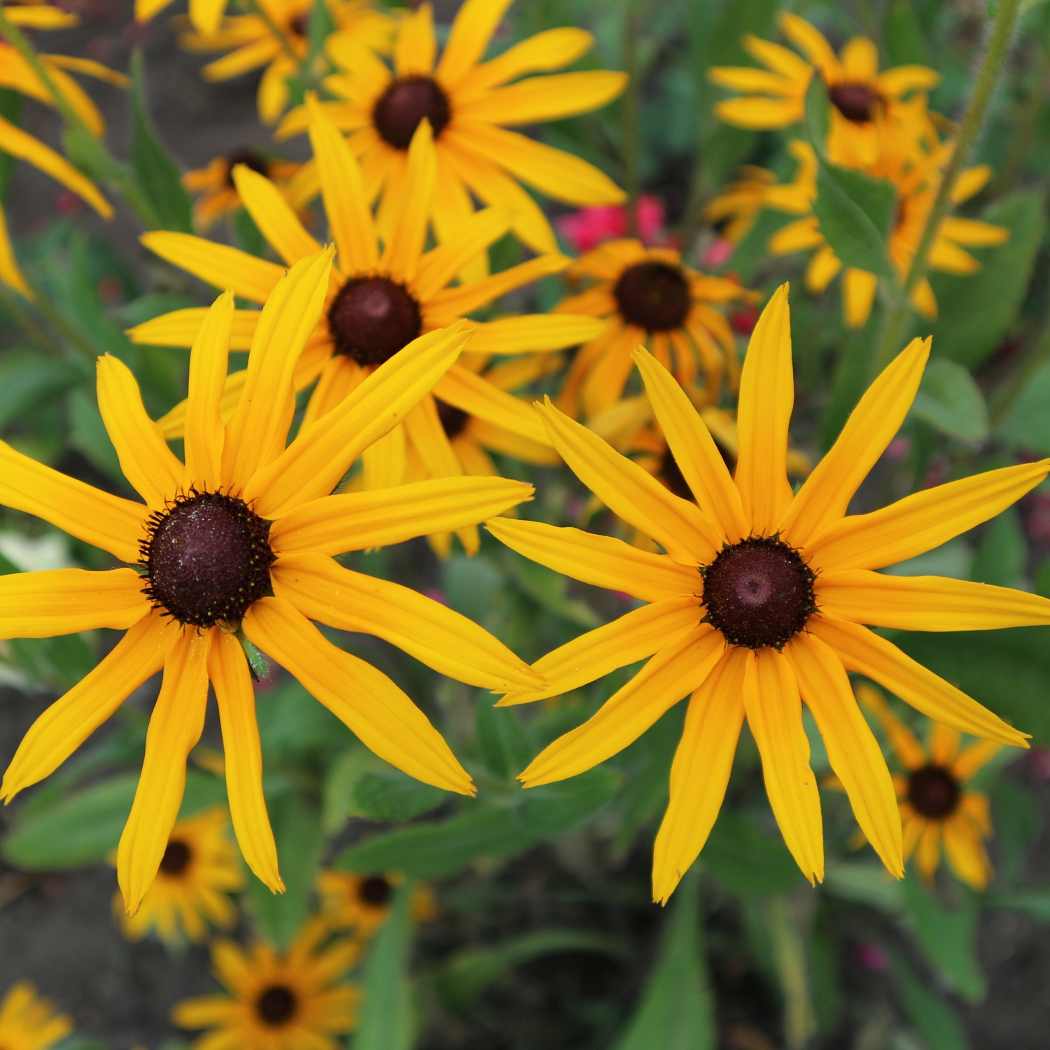 Perenn Omnia Garden Strålrudbeckia Goldtrum