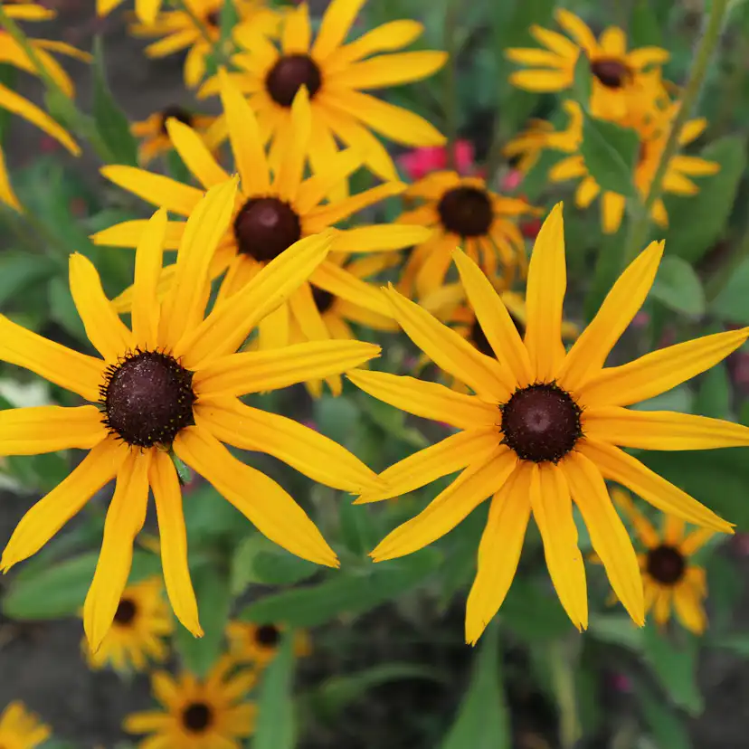 Perenn Omnia Garden Strålrudbeckia Goldtrum