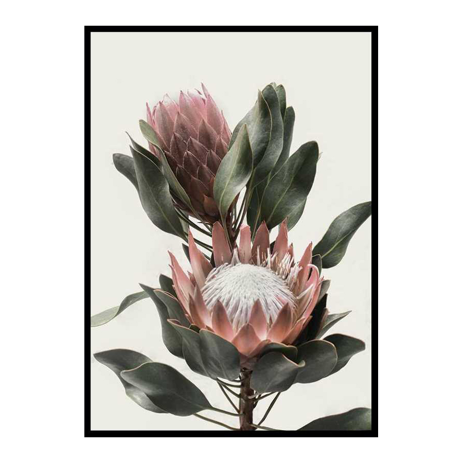 Poster Gallerix Protea Flowers