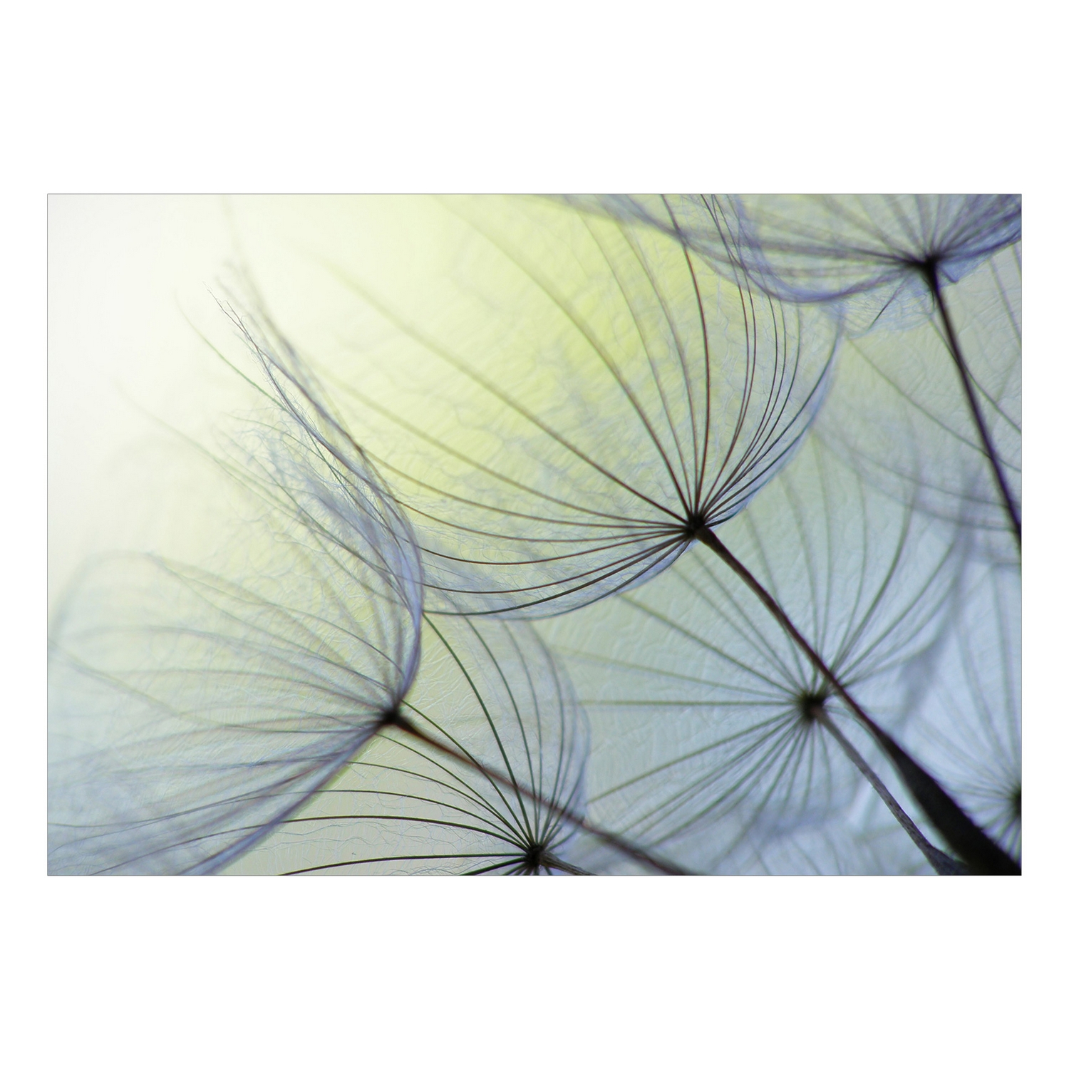 Fototapet Arkiio Självhäftande Natural Lightness