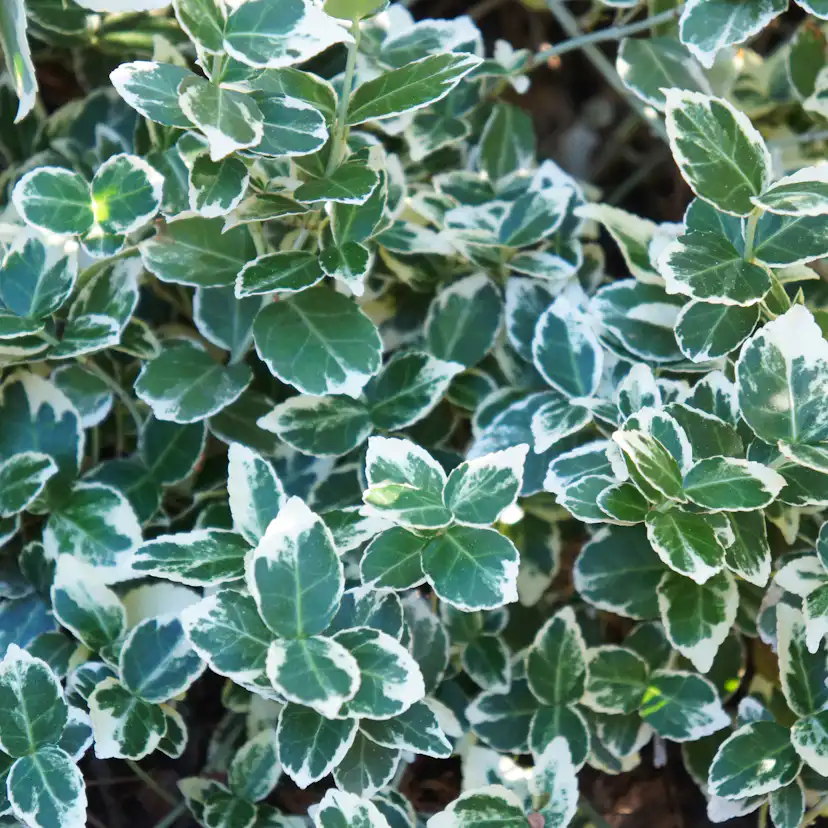 Klätterbenved Omnia Garden Euonymus fort. Emerald Gaiety