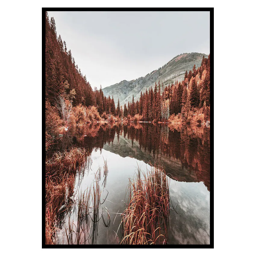 Poster Gallerix Colorado Forest