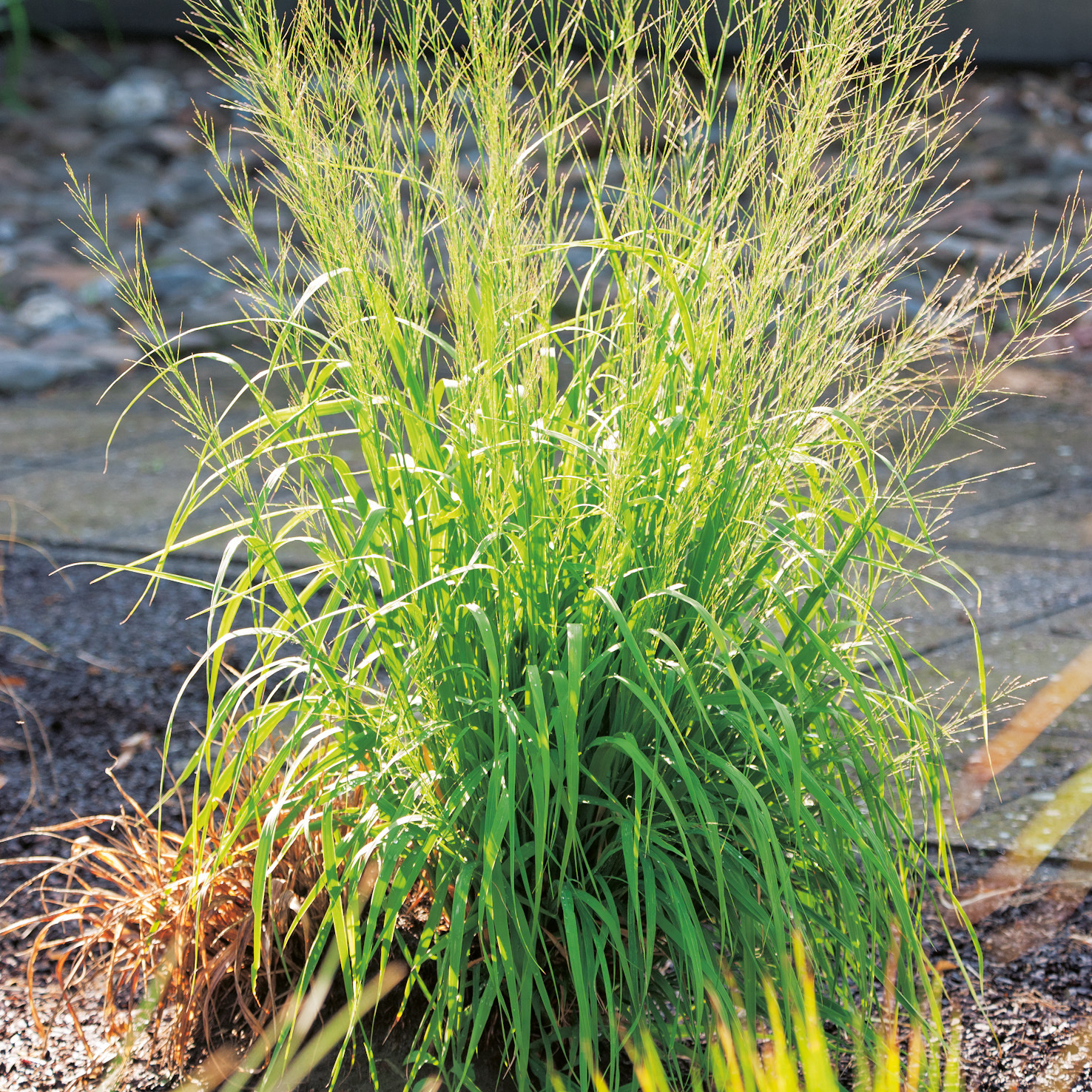 Prydnadsgräs Jättetåtel Omnia Garden Transparent