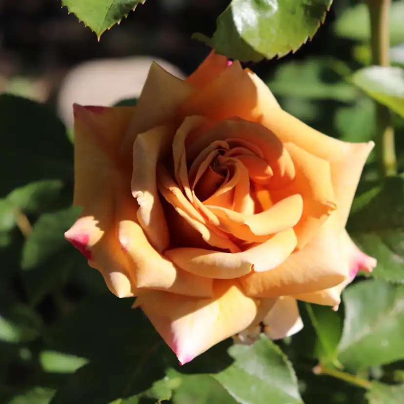 Buskros Omnia Garden Floribundaros Honey Dijon Weksproulses