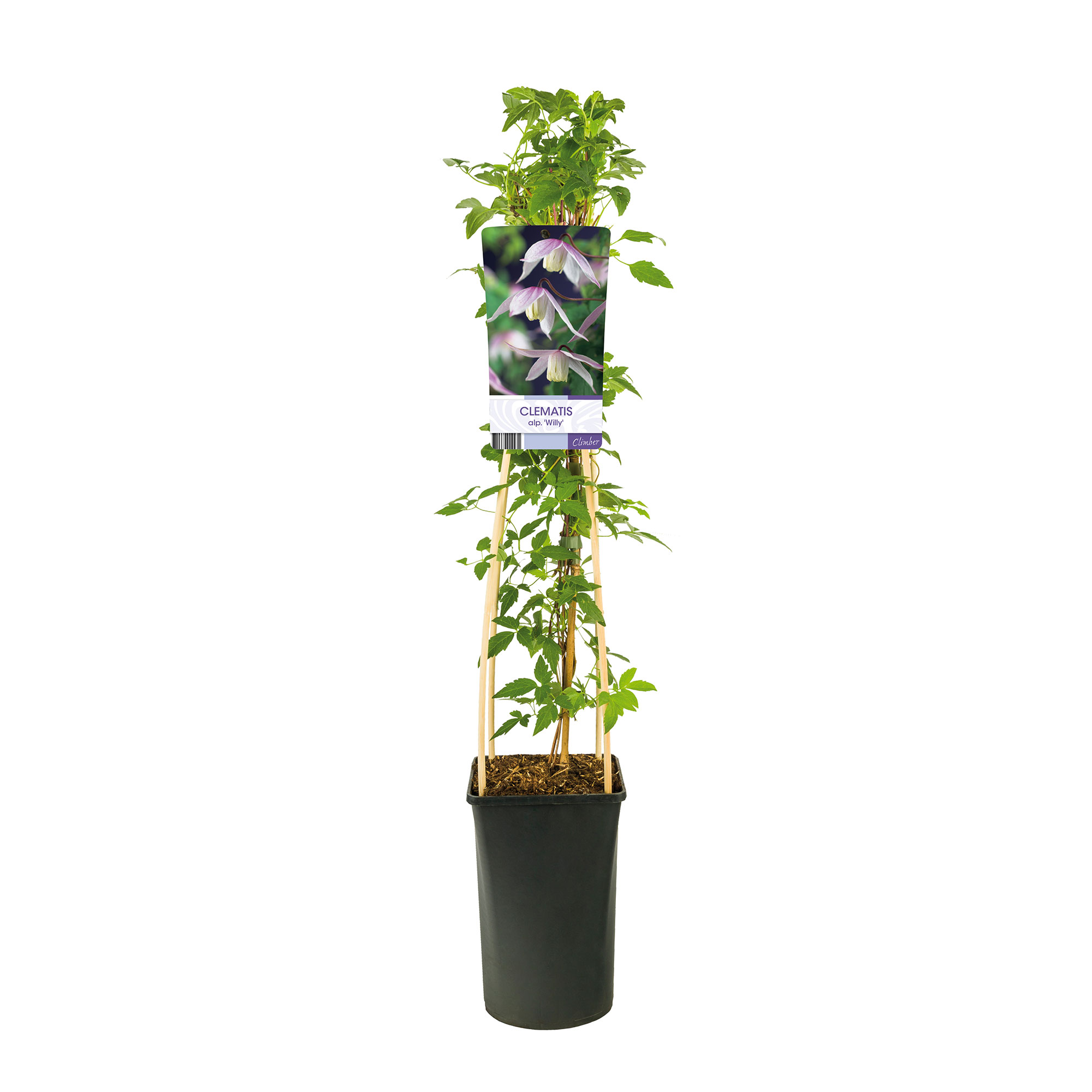 Klätterväxt Klematis Omnia Garden Willy 40-60 cm