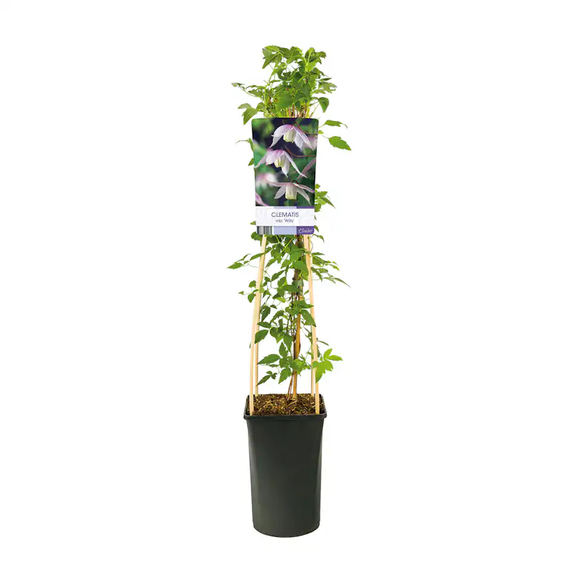 Klätterväxt Klematis Omnia Garden Willy 40-60 cm
