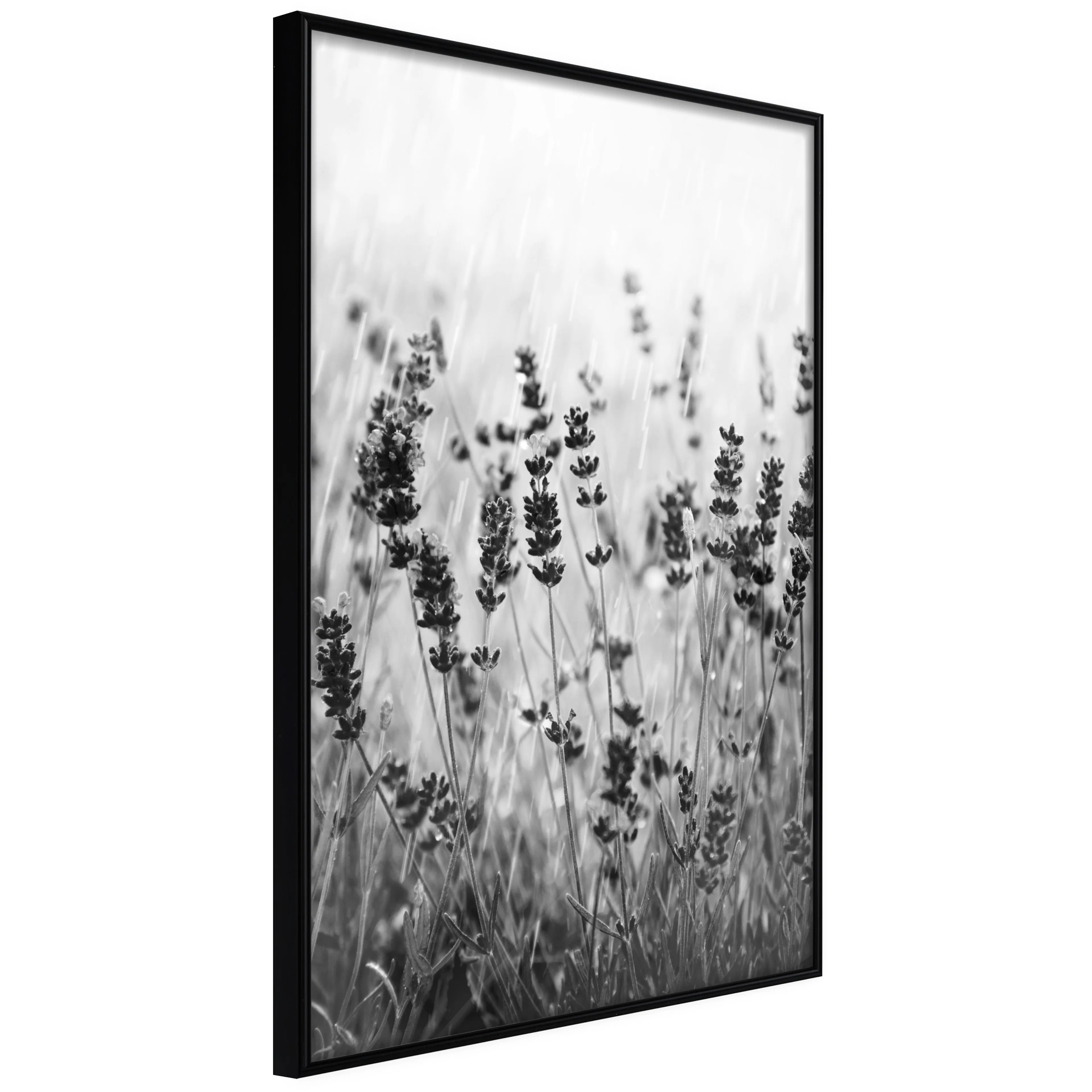 Affisch - Lavender in the Rain [Poster] 30x45 Svart ram, 30x45 cm
