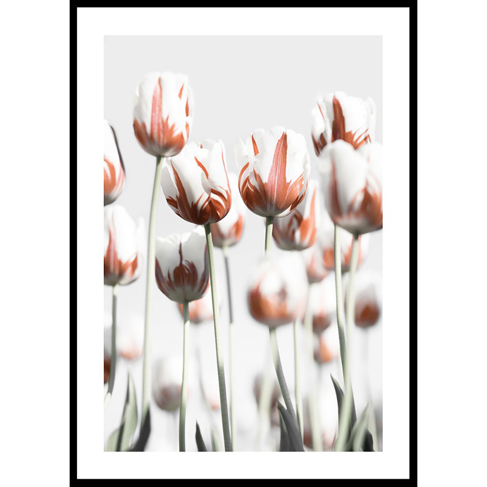 Poster Gallerix Dutch Tulips