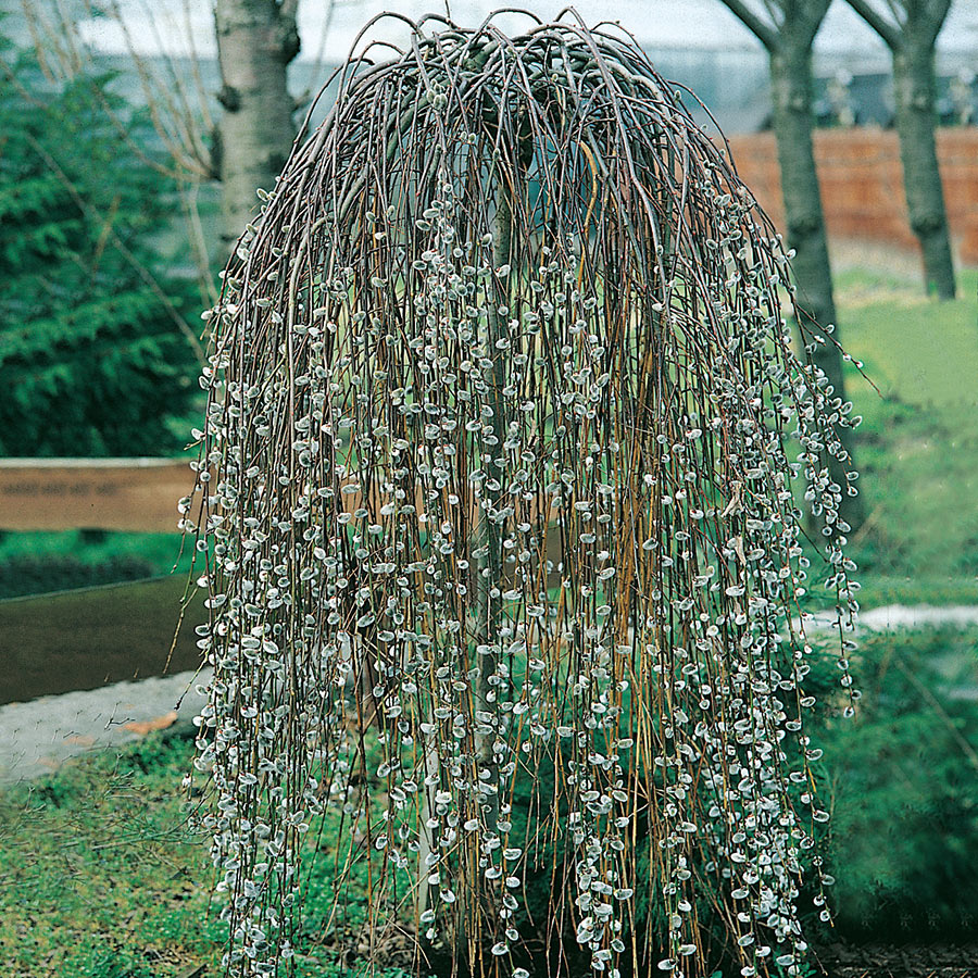 Prydnadsträd Hängsälg Omnia Garden Grönt Lövverk med Grenrik Krona 100-120 cm