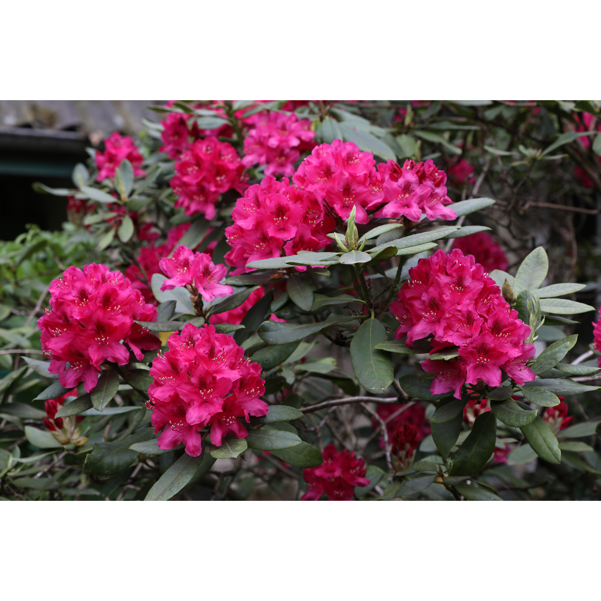 Rhododendron Omnia Garden Nova Zembla