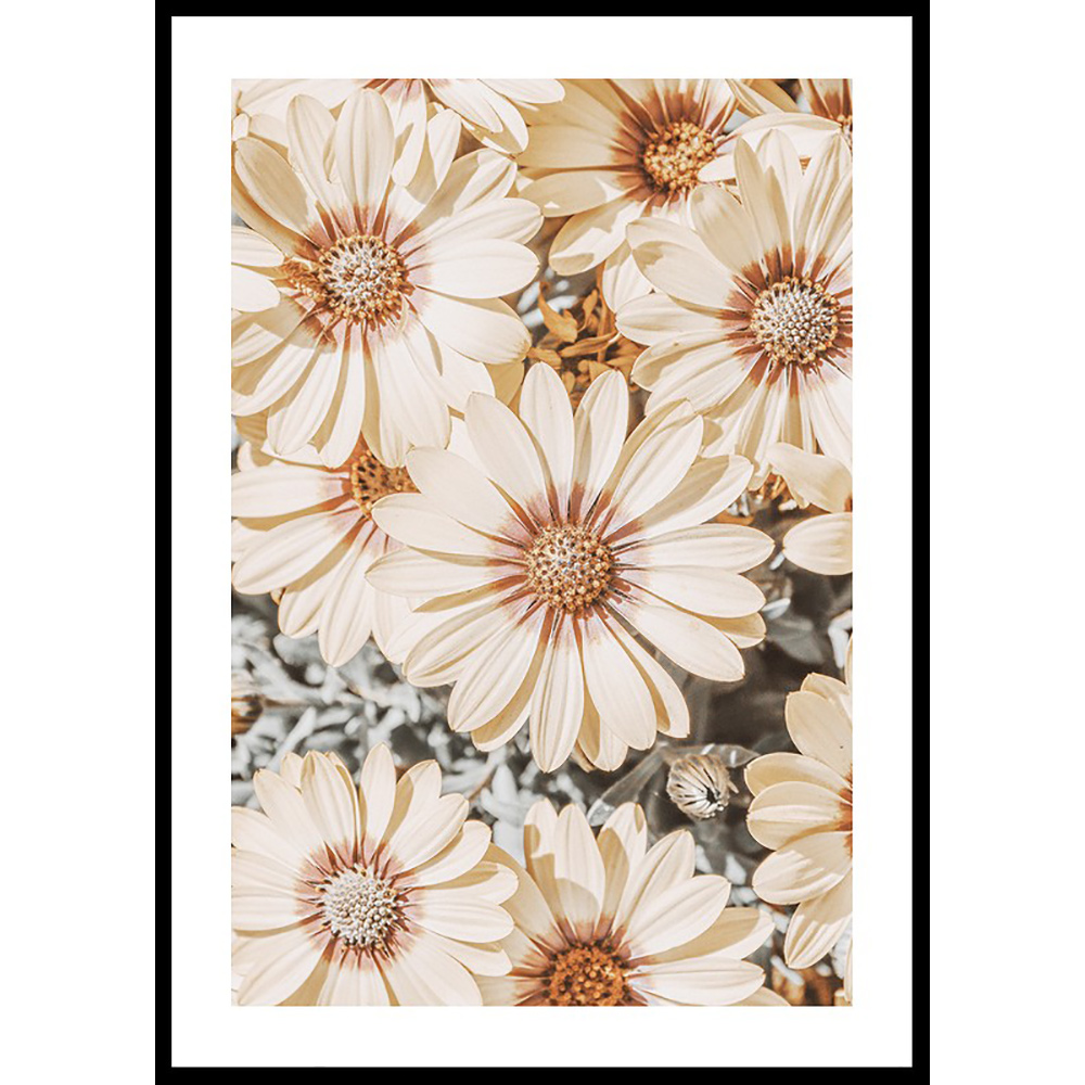 Poster Gallerix Dimorfoteca