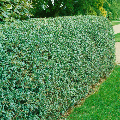 Häck Omnia Garden Liguster 40-60 cm