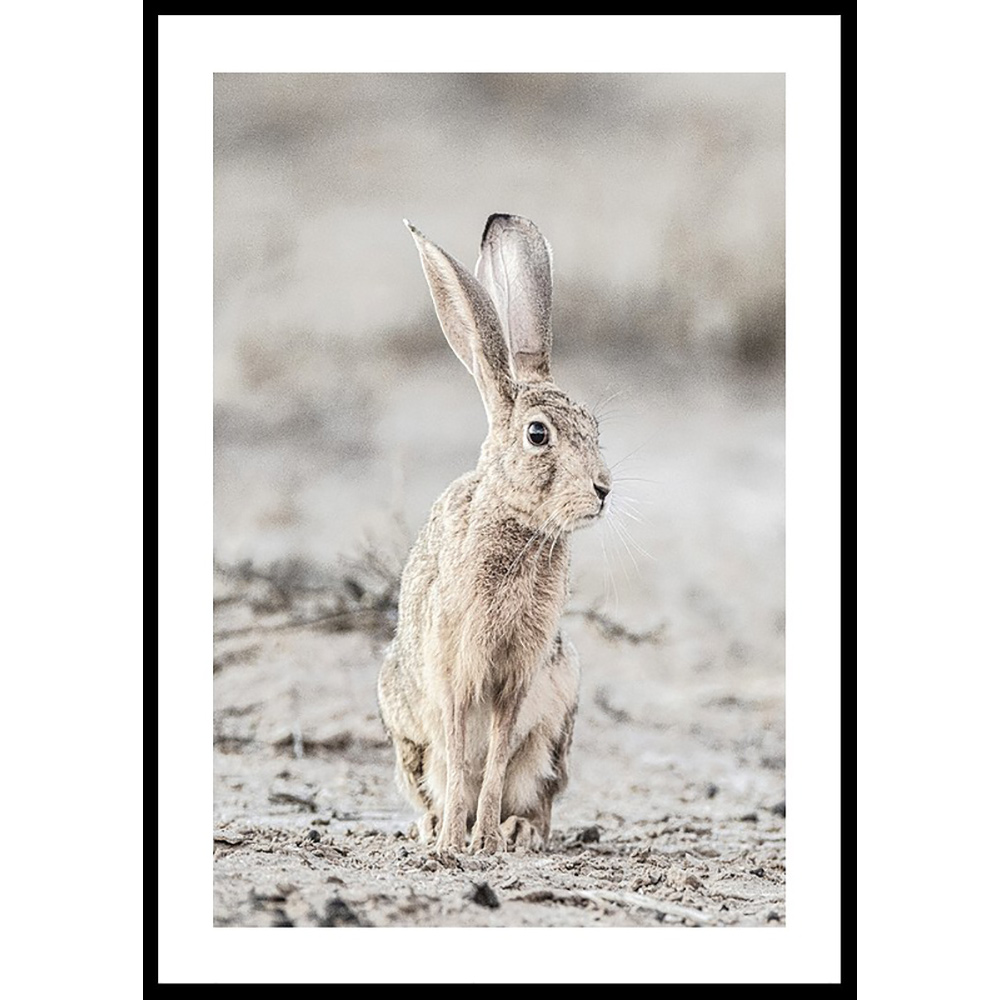 Poster Gallerix Hare Up Close