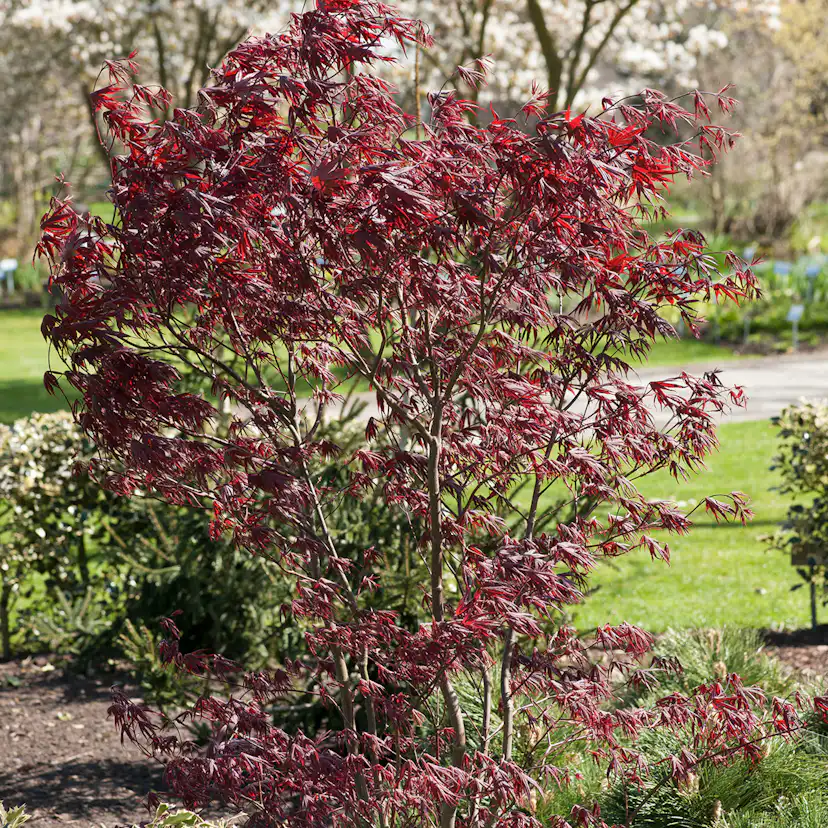 Prydnadsbuske Omnia Garden Japansk Lönn Bloodgood