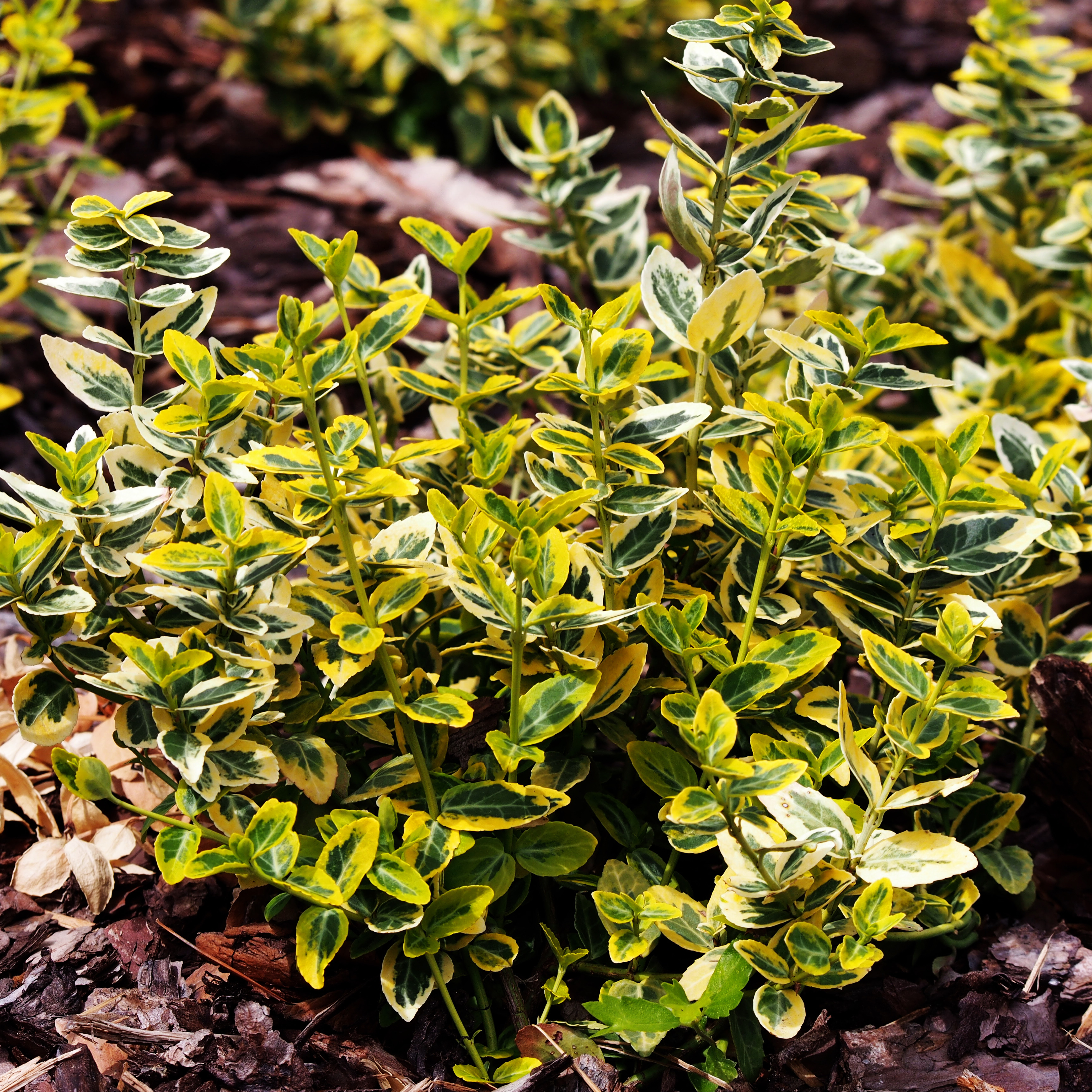 Klätterbenved Omnia Garden Marktäckande Gulbrokig Emerald'n'Gold