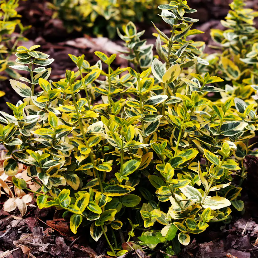 Klätterbenved Omnia Garden Marktäckande Gulbrokig Emerald'n'Gold