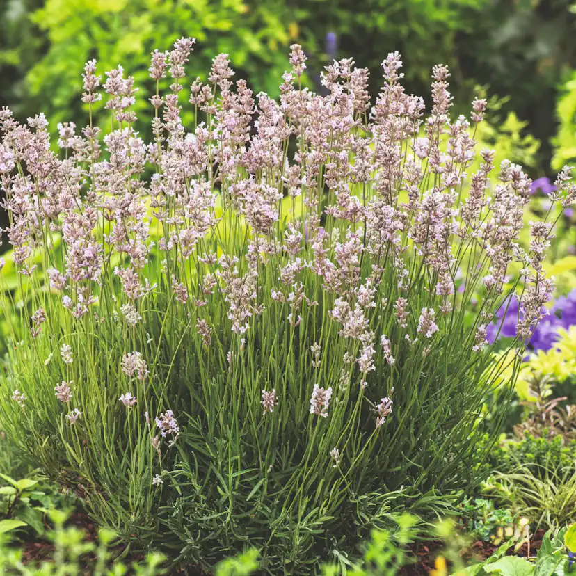 Perenn Omnia Garden Lavendel Rosea