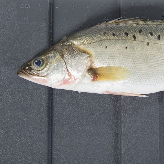 Kyl/frysbox Icemaster Pro 70 L