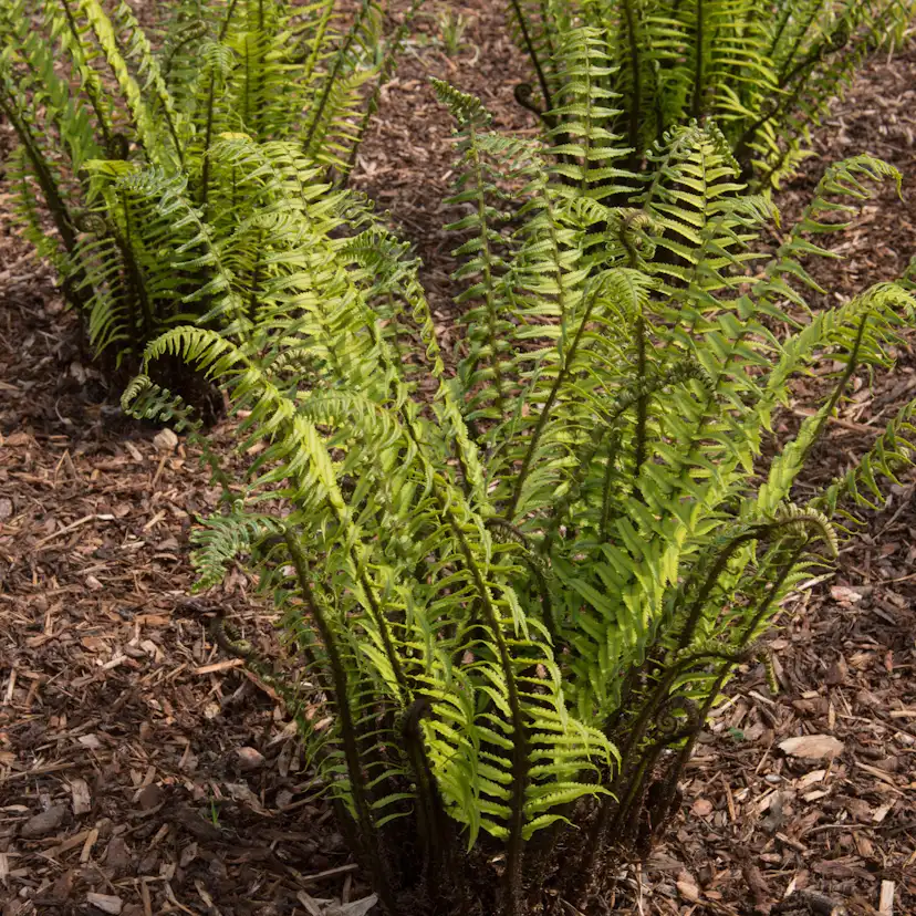 Perenn Omnia Garden Lurvbräken Dryopteris Cycadina 2L