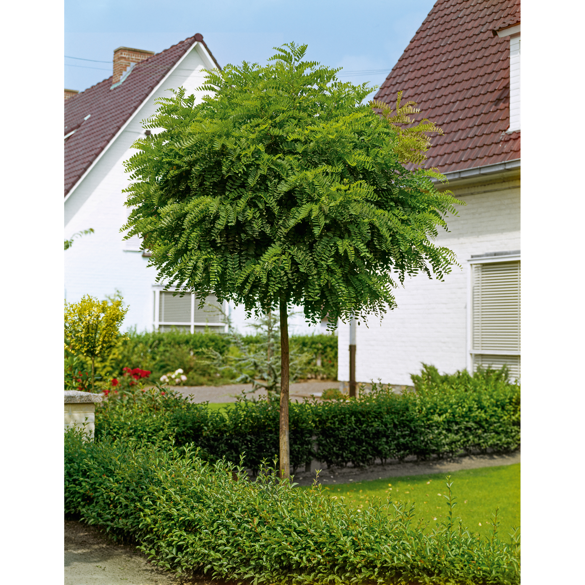 Prydnadsträd Omnia Garden Klotrobinia