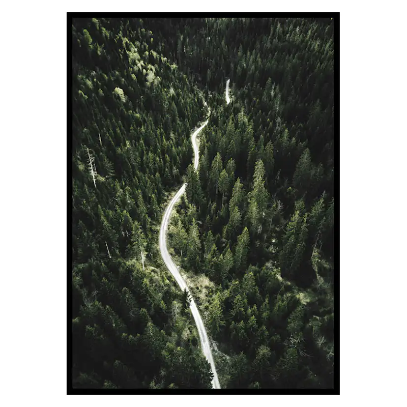 Poster Gallerix Coniferous Forest