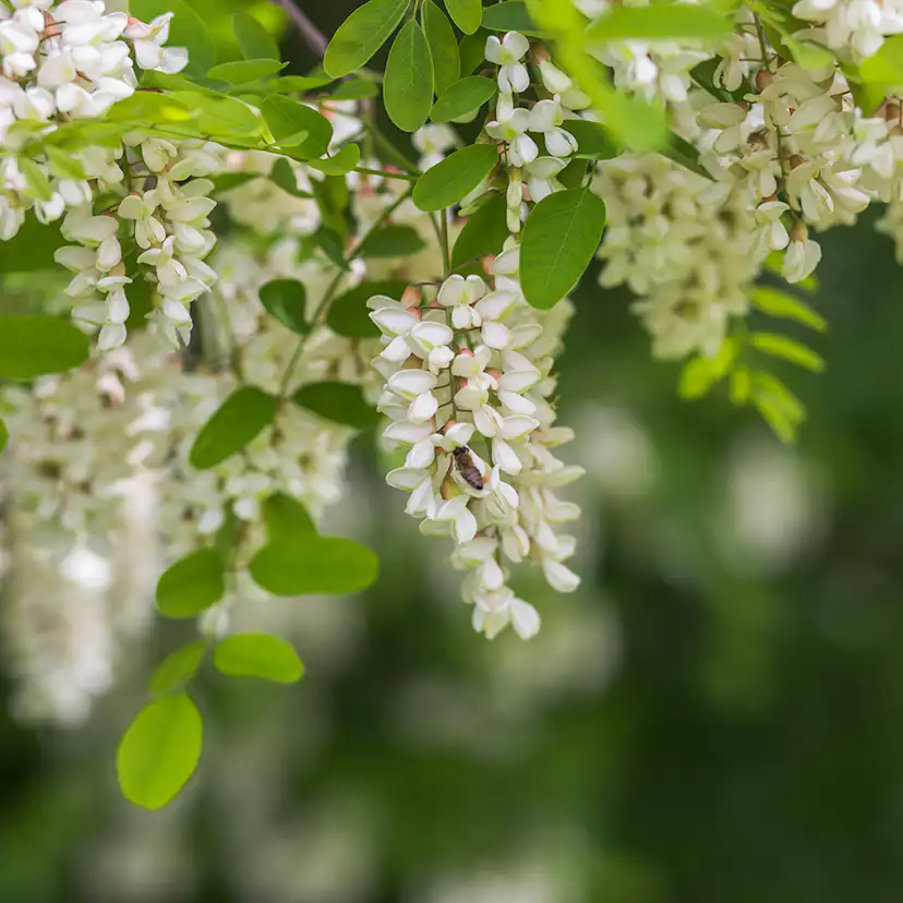 Prydnadsträd Omnia Garden Klotrobinia Umbraculifera 100-120 cm