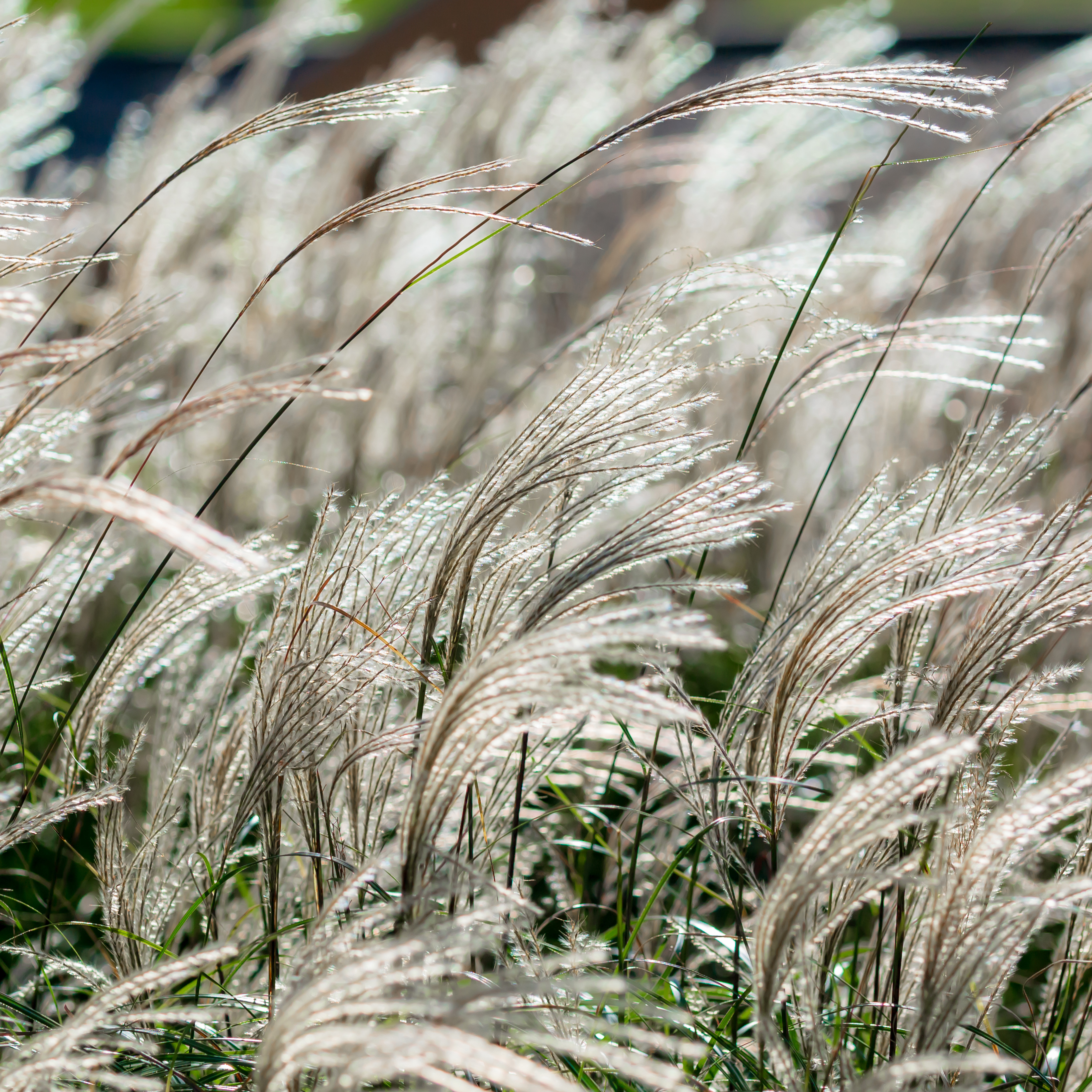 Prydnadsgräs Omnia Garden Glansmiskantus Adagio