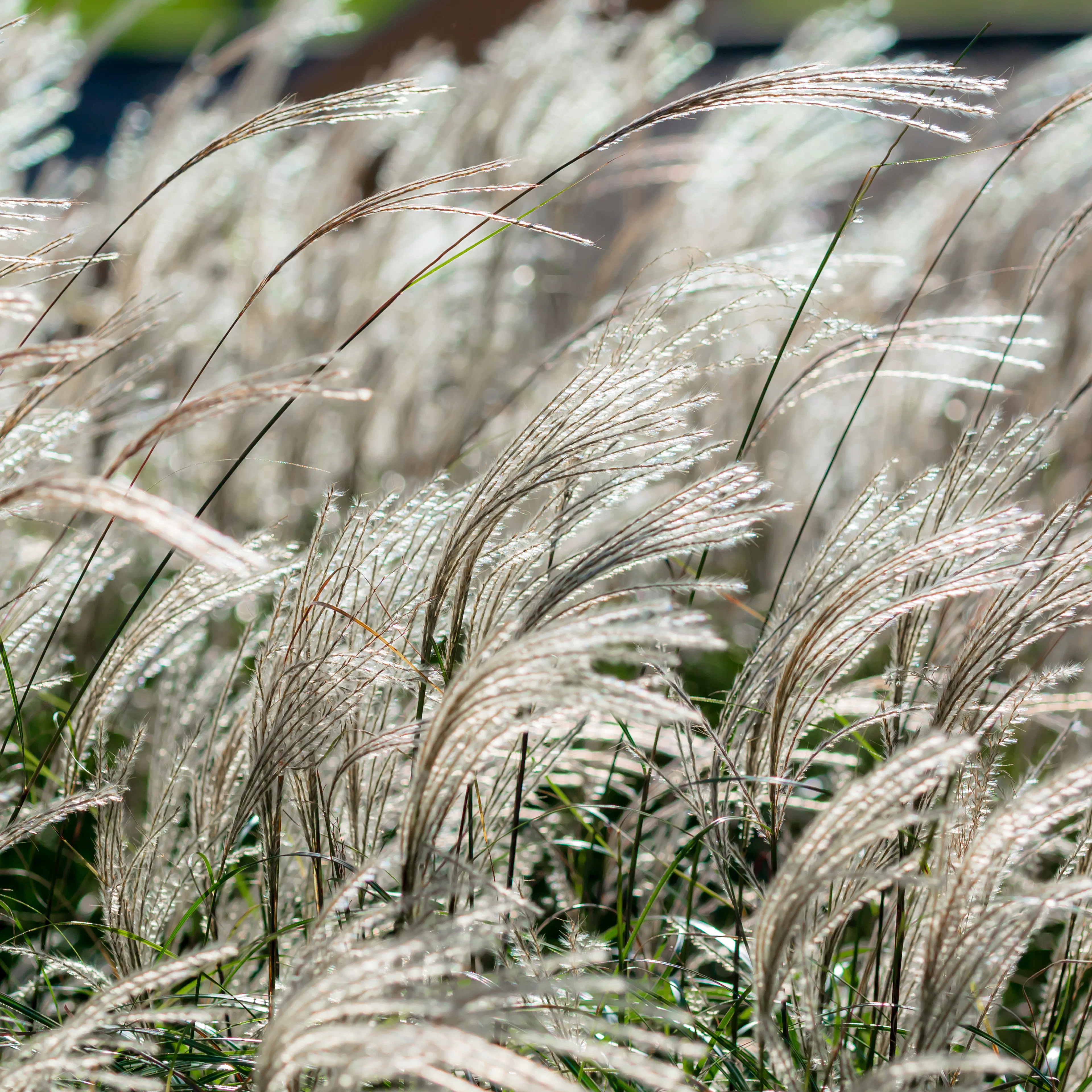 Prydnadsgräs Omnia Garden Glansmiskantus Adagio