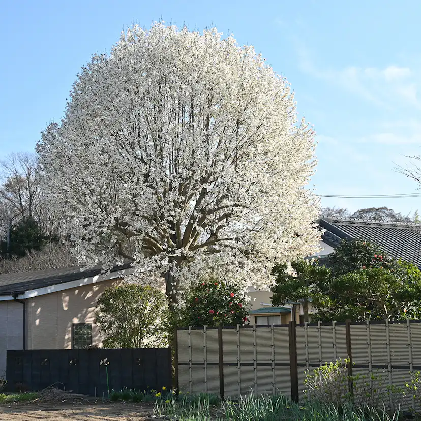 Prydnadsbuske Omnia Garden Japansk Magnolia Snövit Blomning Soligt Läge Barrot Grön Lövverk