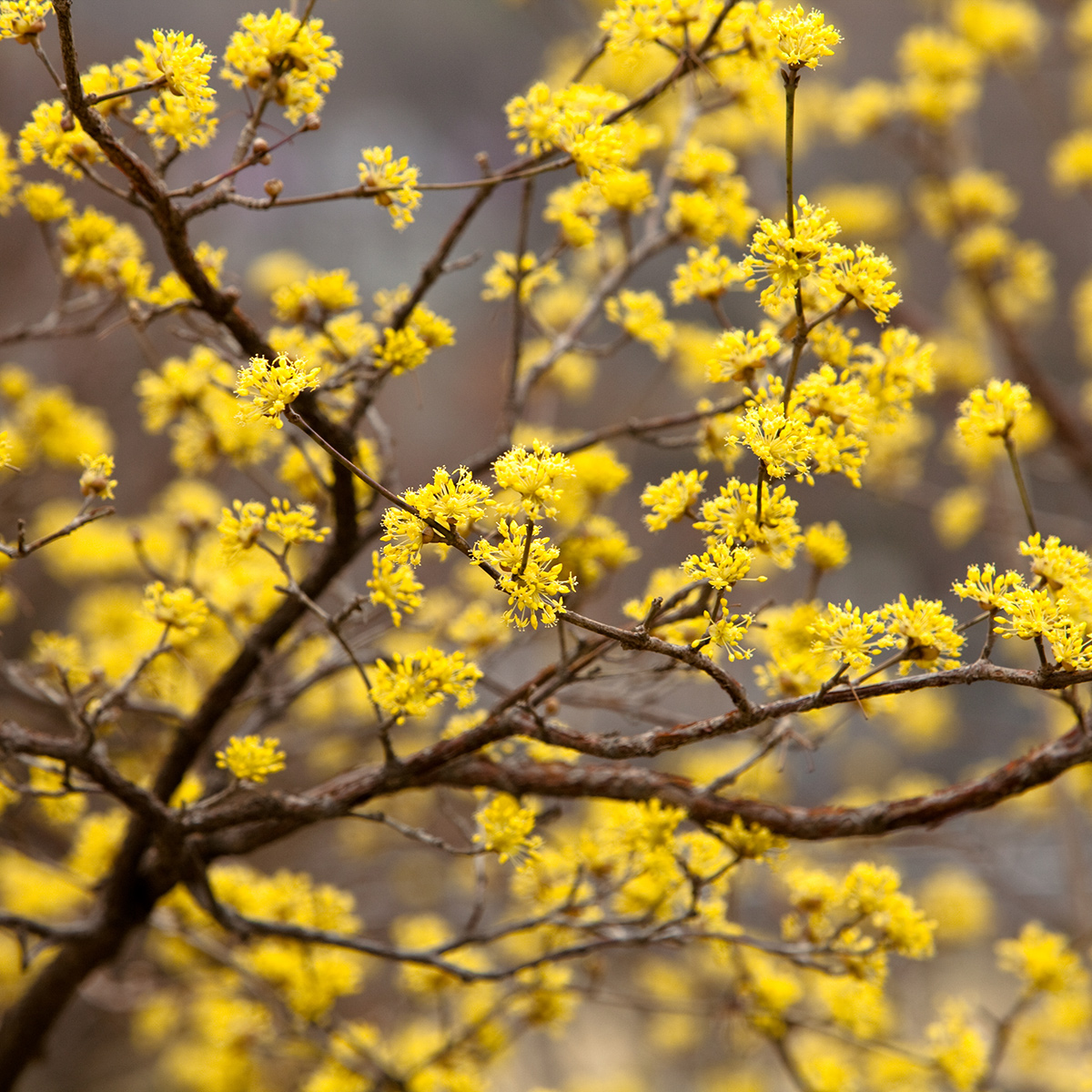 Prydnadsbuske Omnia Garden Körsbärskornell