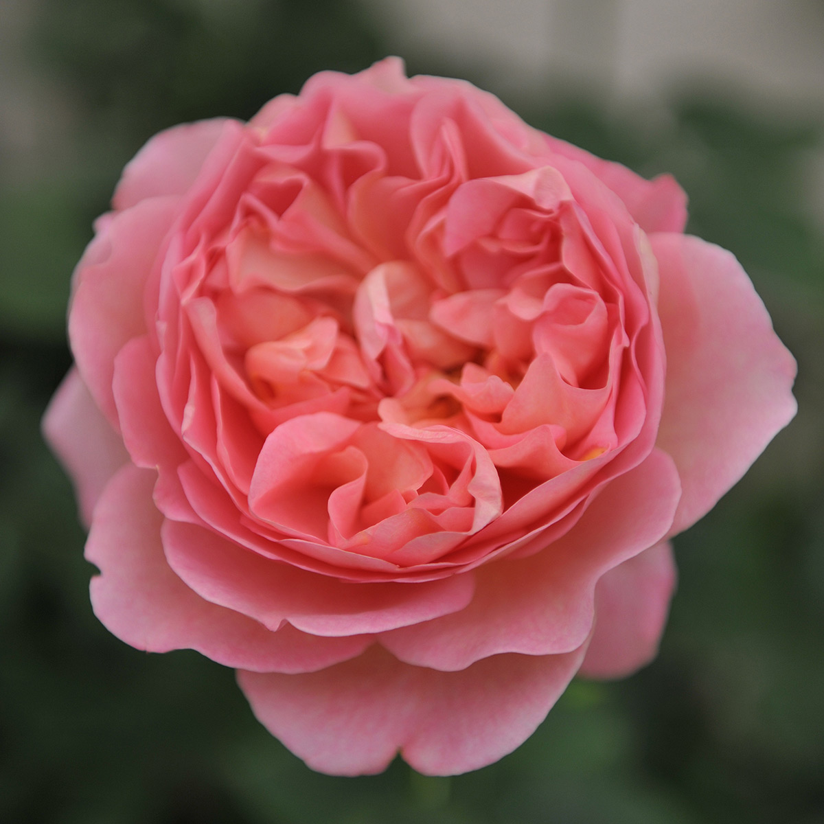 Flerblommig Buskros Omnia Garden Boscobel