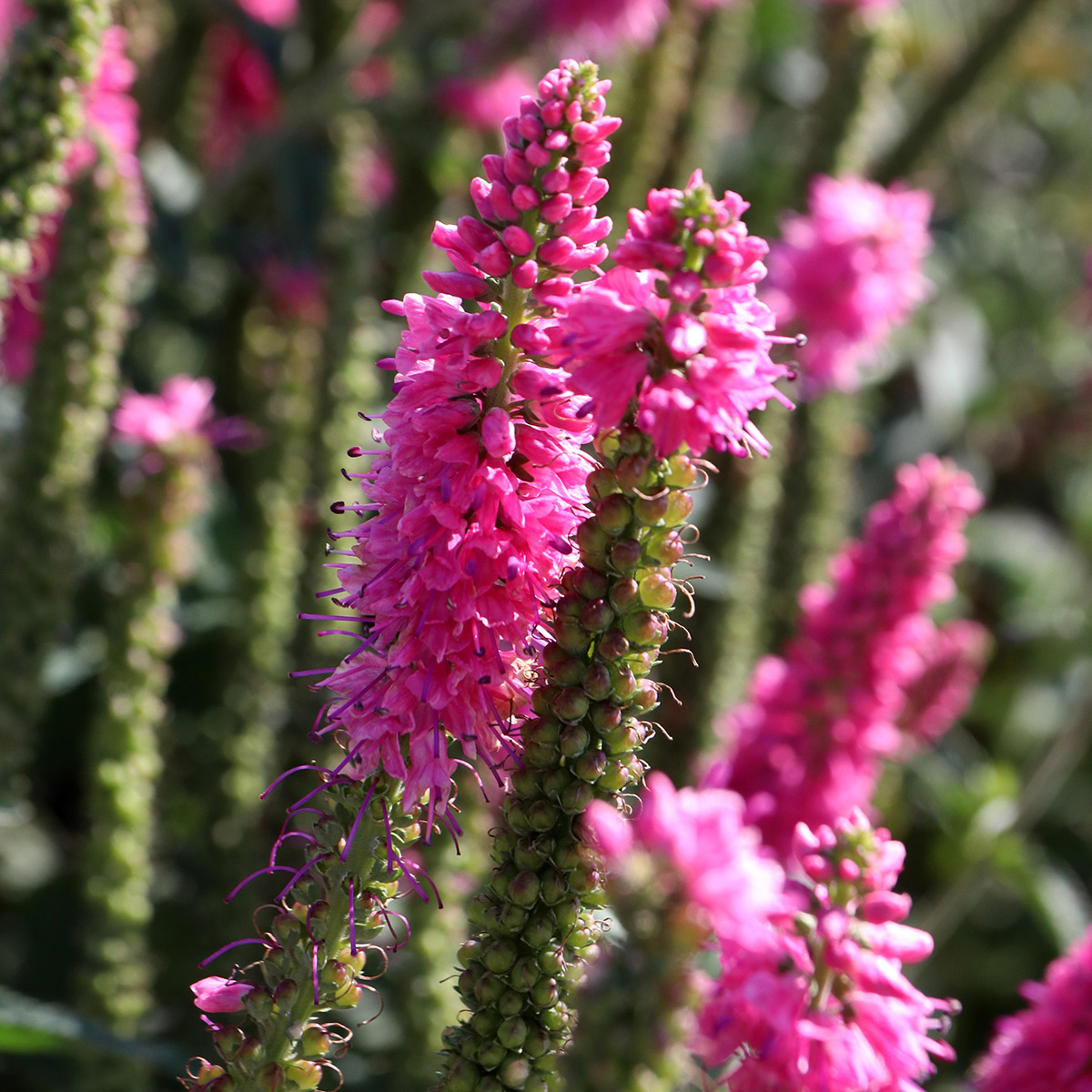 Prydnadsperenn Omnia Garden Hälllveronika First Love