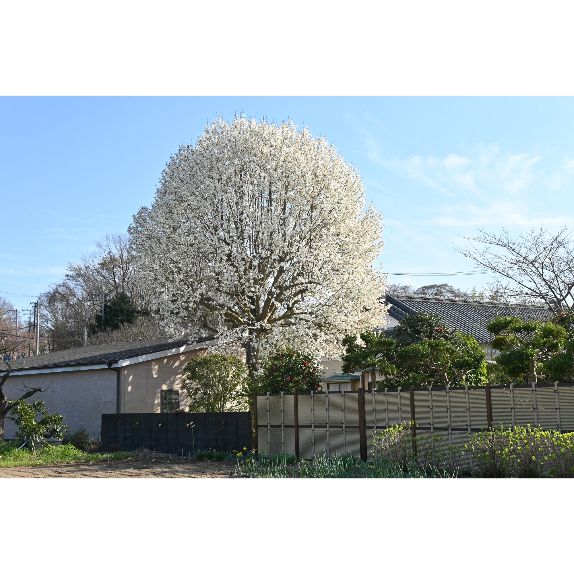 Prydnadsbuske Omnia Garden Japansk Magnolia Snövit Blomning Soligt Läge Barrot Grön Lövverk