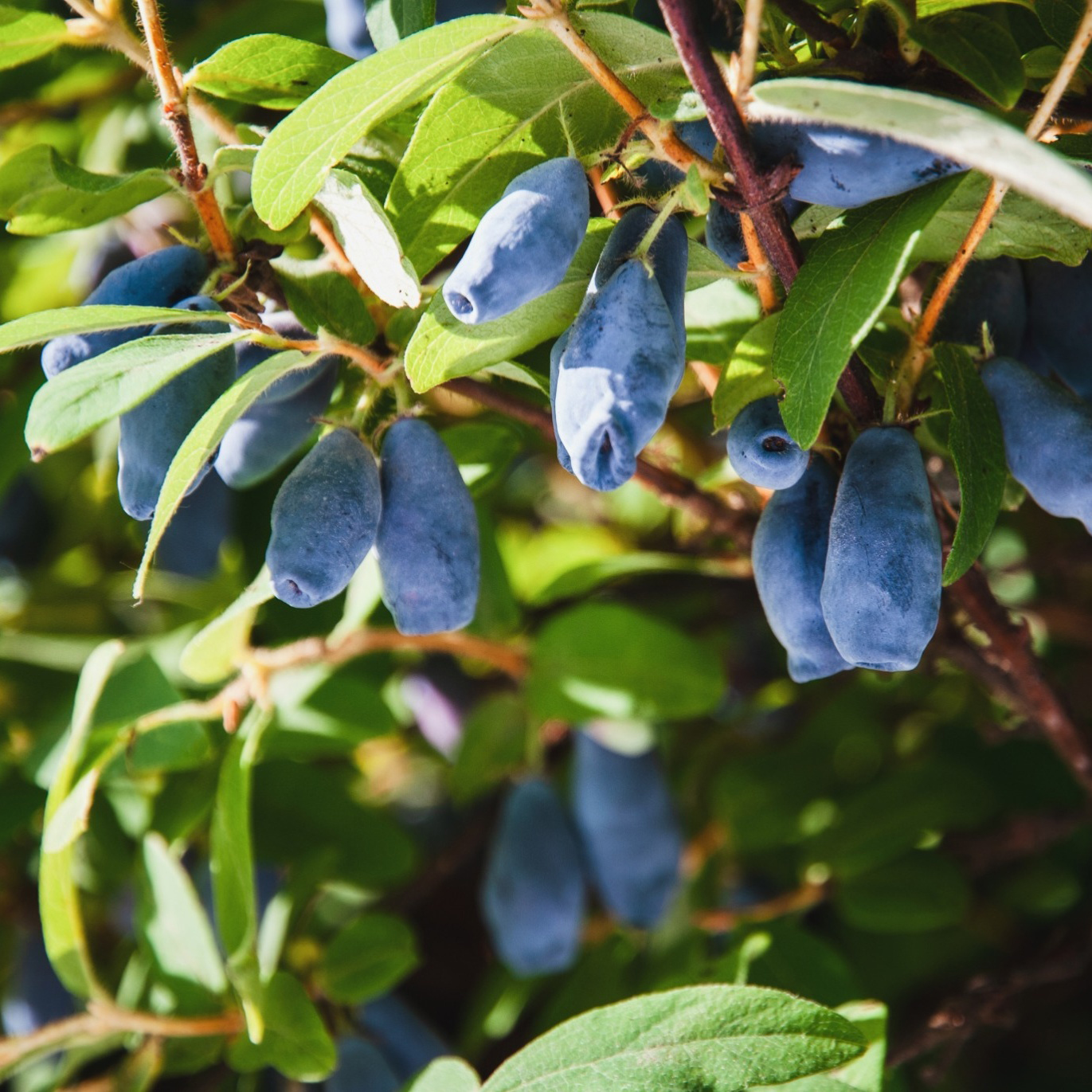 Bärbuske Omnia Garden Blåbärstry Lonicera Caerulea Balalaika