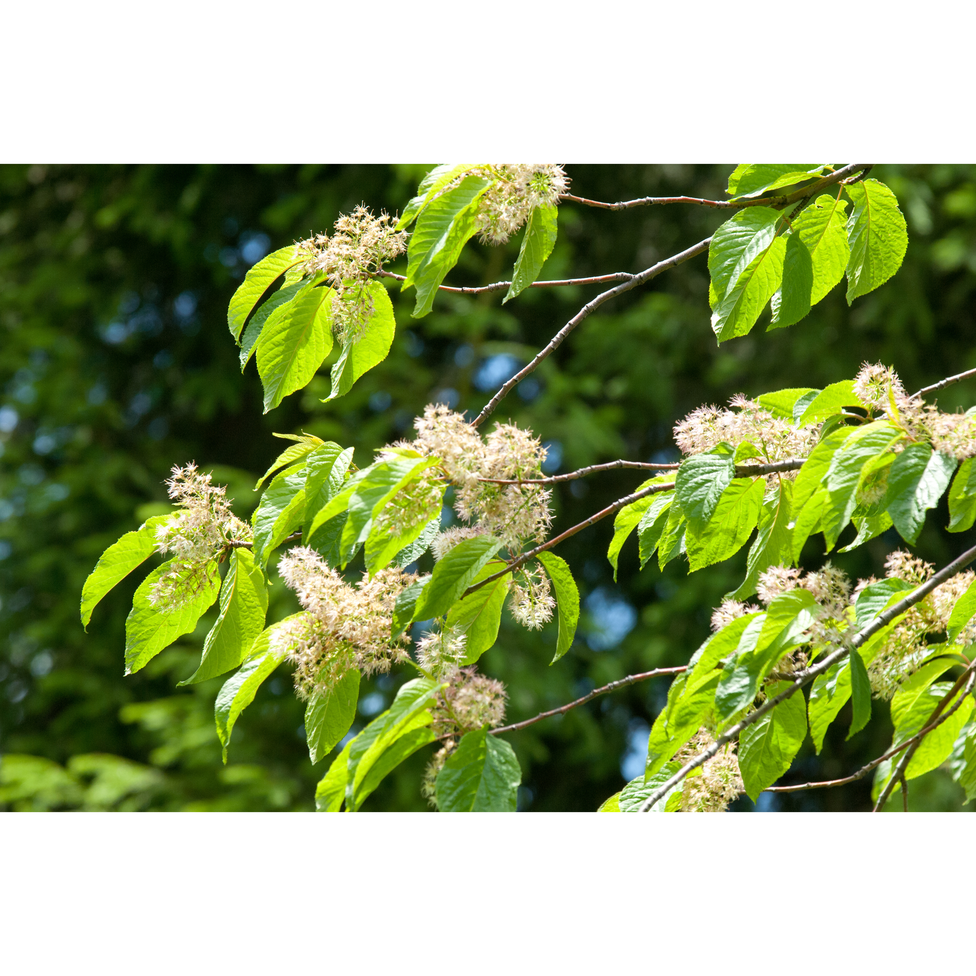 Näverhägg Omnia Garden Högstamsträd 300-400 cm, Frilandsodlad Alleträd, Vit Blomning