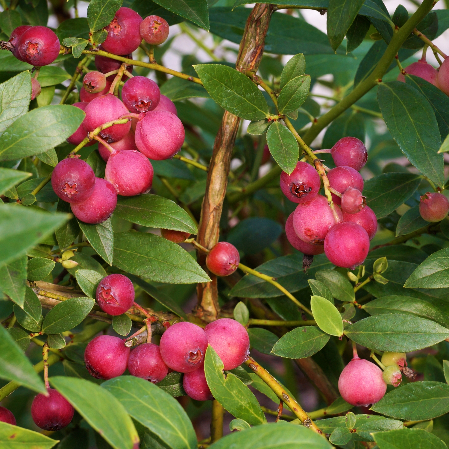 Buske Omnia Garden Amerikanskt Blåbär Pink Lemonade