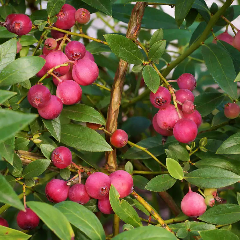 Buske Omnia Garden Amerikanskt Blåbär Pink Lemonade