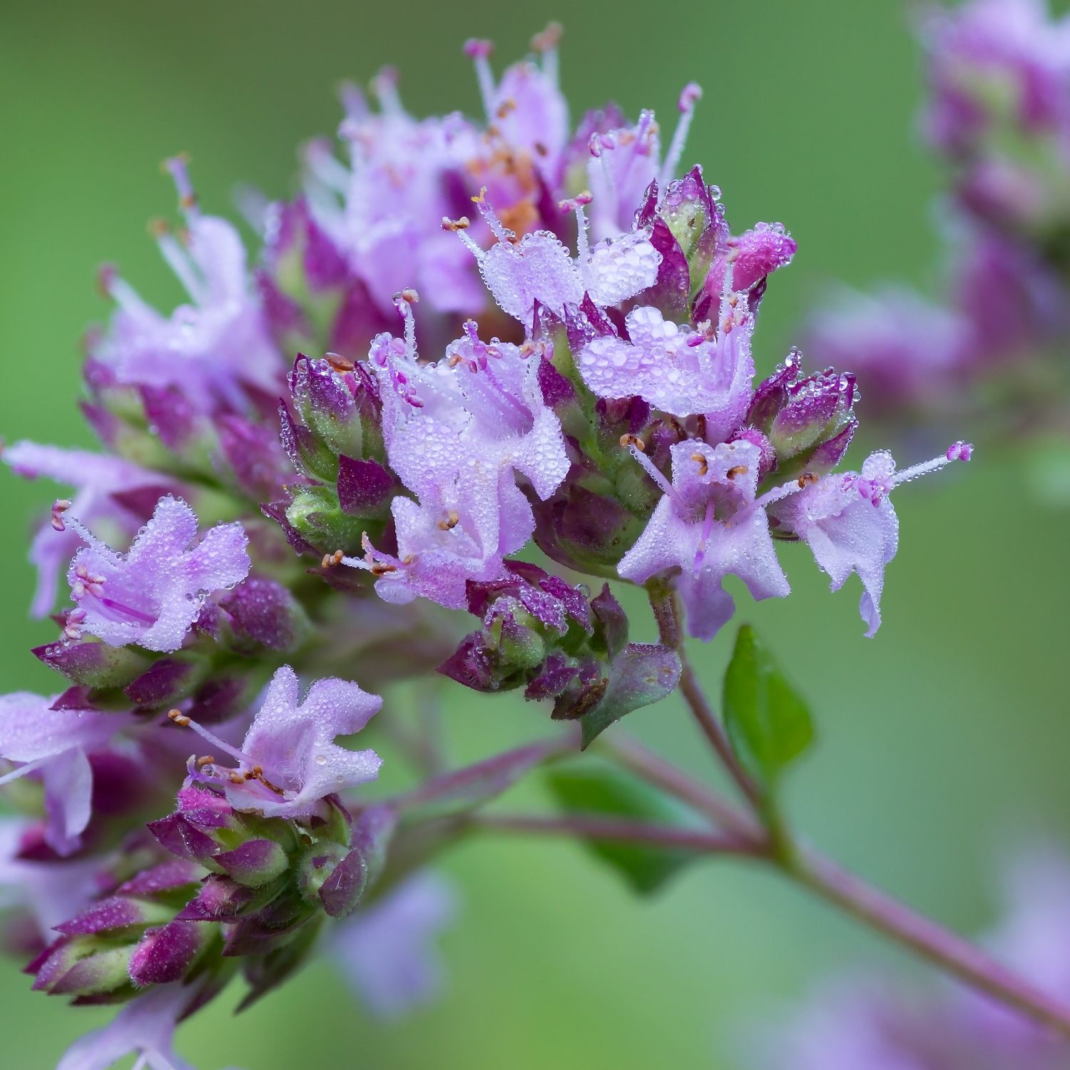 Kungsmynta Omnia Garden