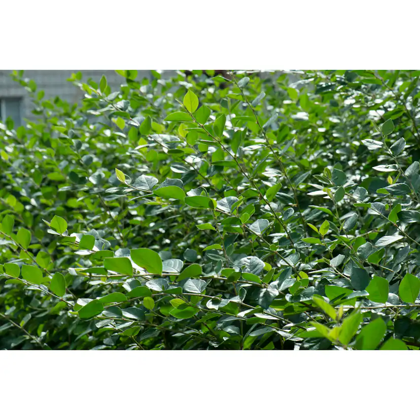 Häckoxbär Omnia Garden Krukodlade