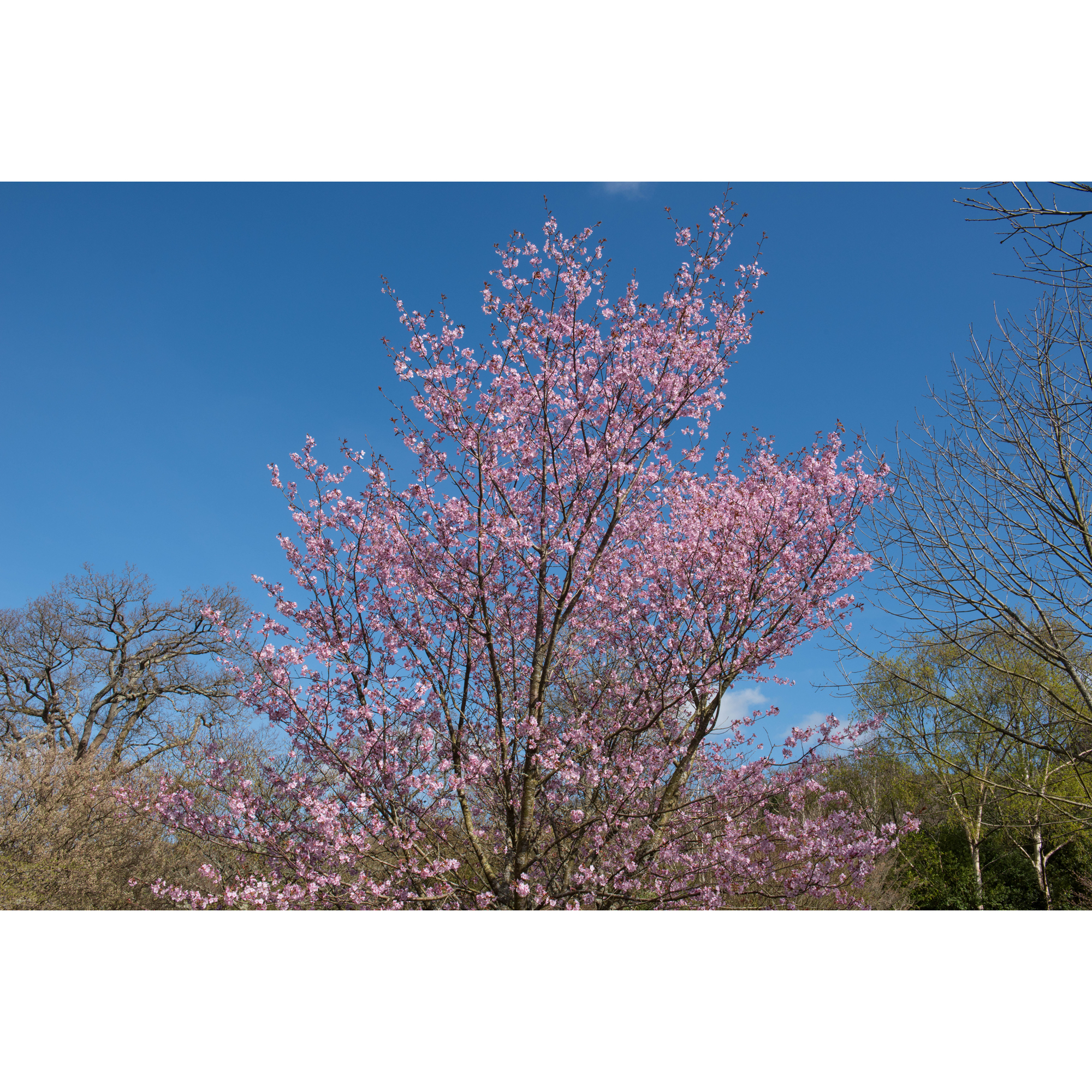 Bergkörsbär Omnia Garden Japanskt Prydnadsträd 300-400 cm, Rosa/Mörkröd Blomning, Alleträd, Högstamsträd