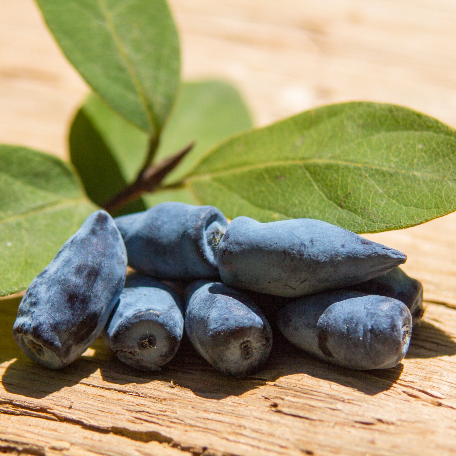 Blåbärstry Omnia Garden Buske Kamtschatica