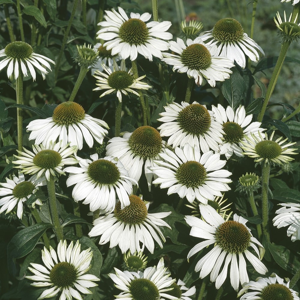 Perenn Omnia Garden Solhatt Alba