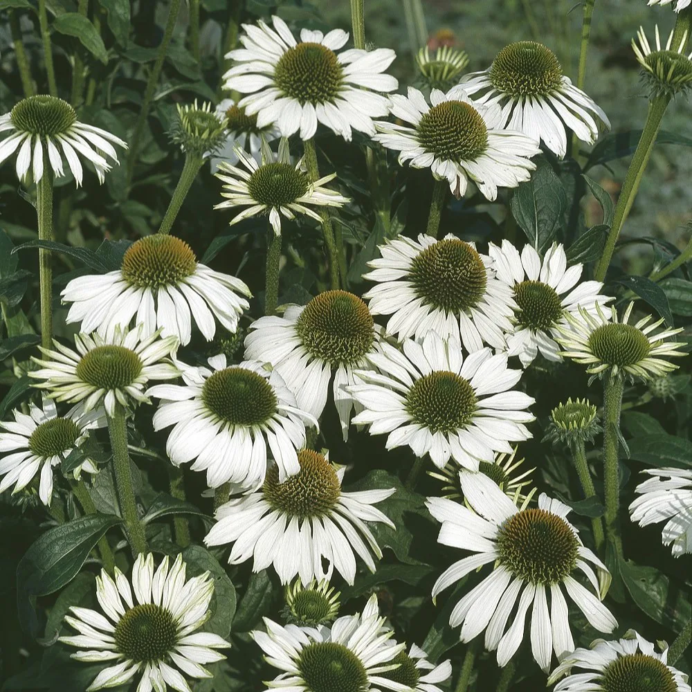 Perenn Omnia Garden Solhatt Alba