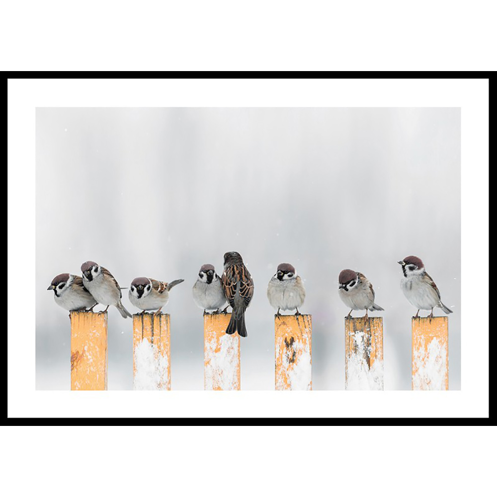 Poster Gallerix Willow Finches