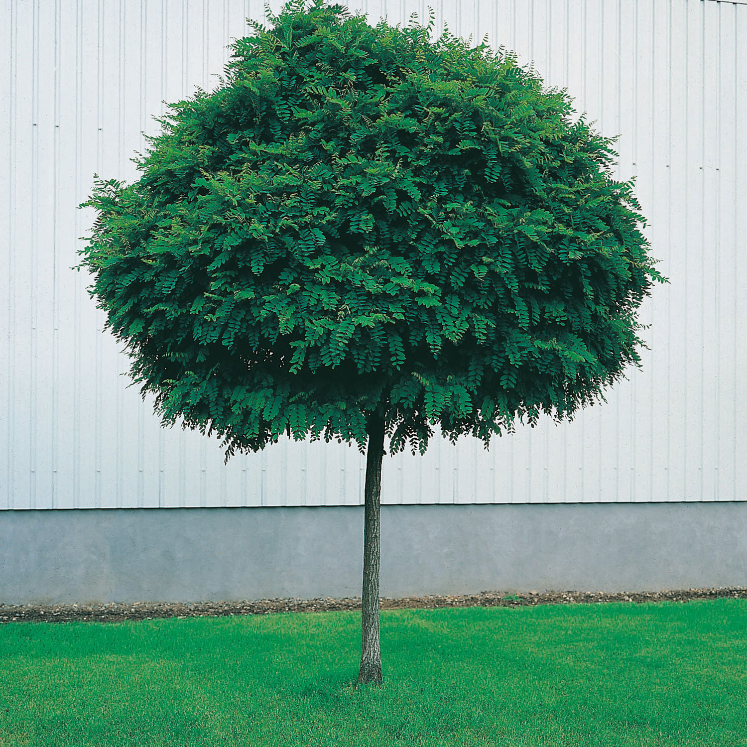 Prydnadsträd Omnia Garden Klotrobinia