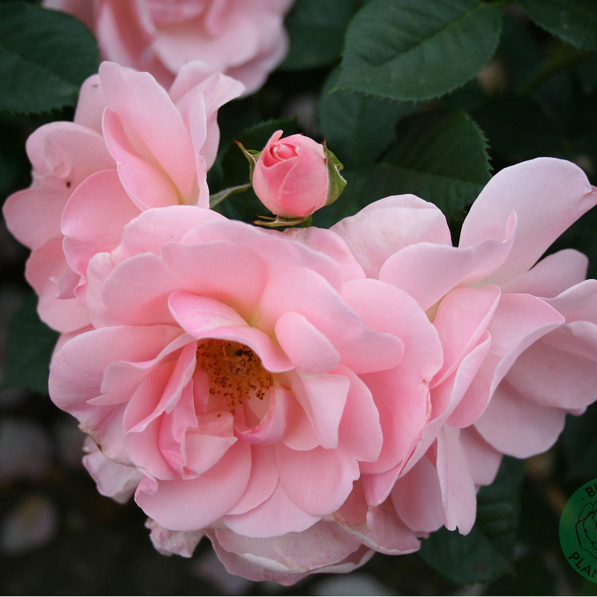 Buskros Omnia Garden Astrid Lindgren Flerblommig