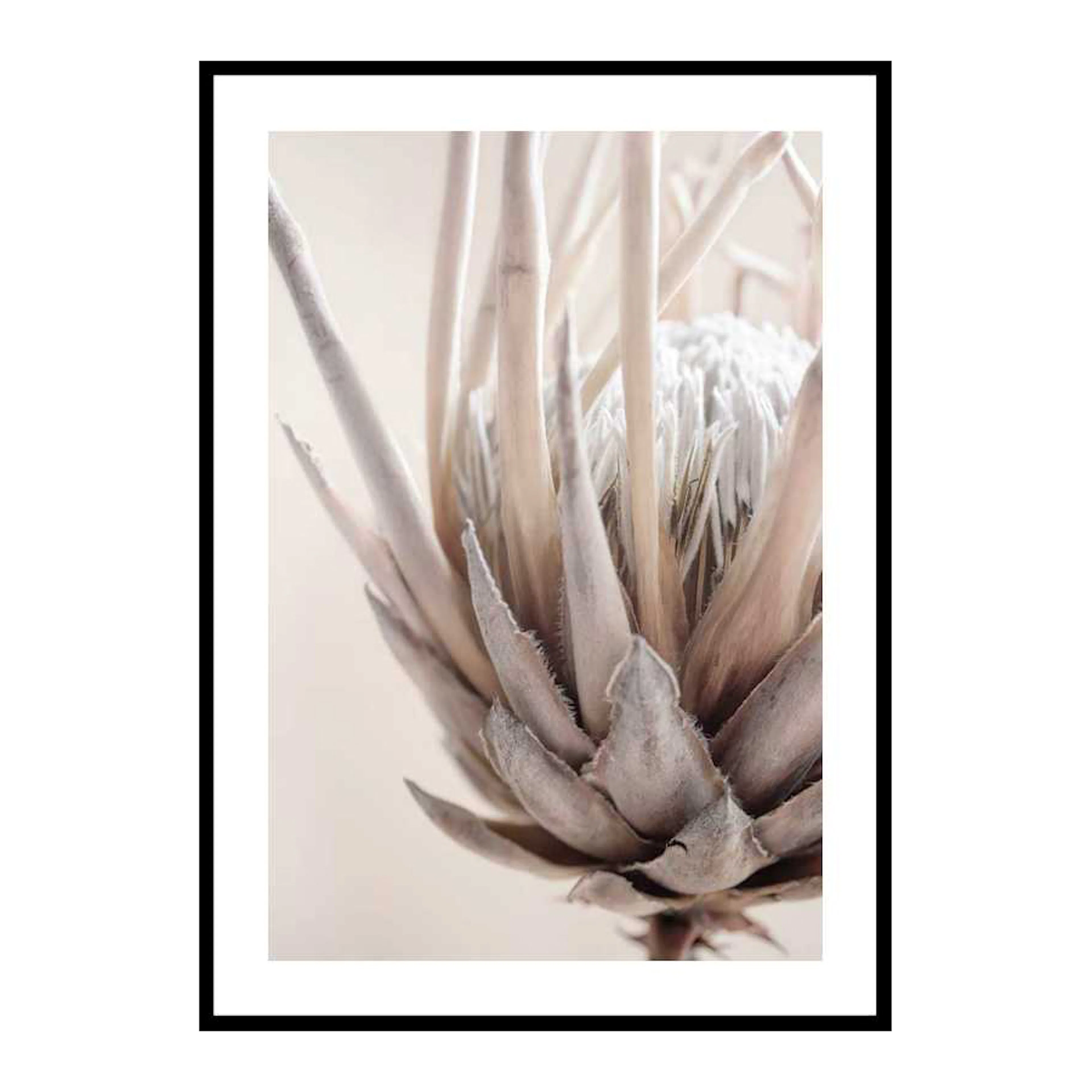Poster Gallerix Protea Flower No2
